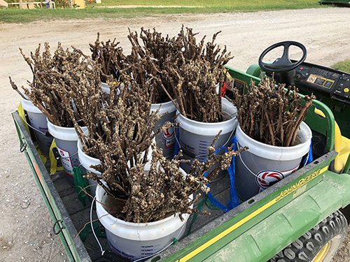 Fig 18_May 30_1(soaking roots pre-planting)